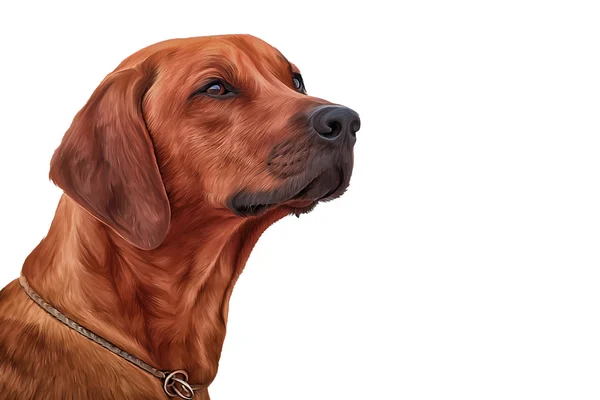 Drawing Dog Rhodesian Ridgeback — Stock Photo, Image