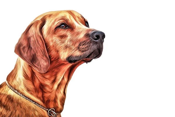 Dibujo perro Rhodesian Ridgeback —  Fotos de Stock