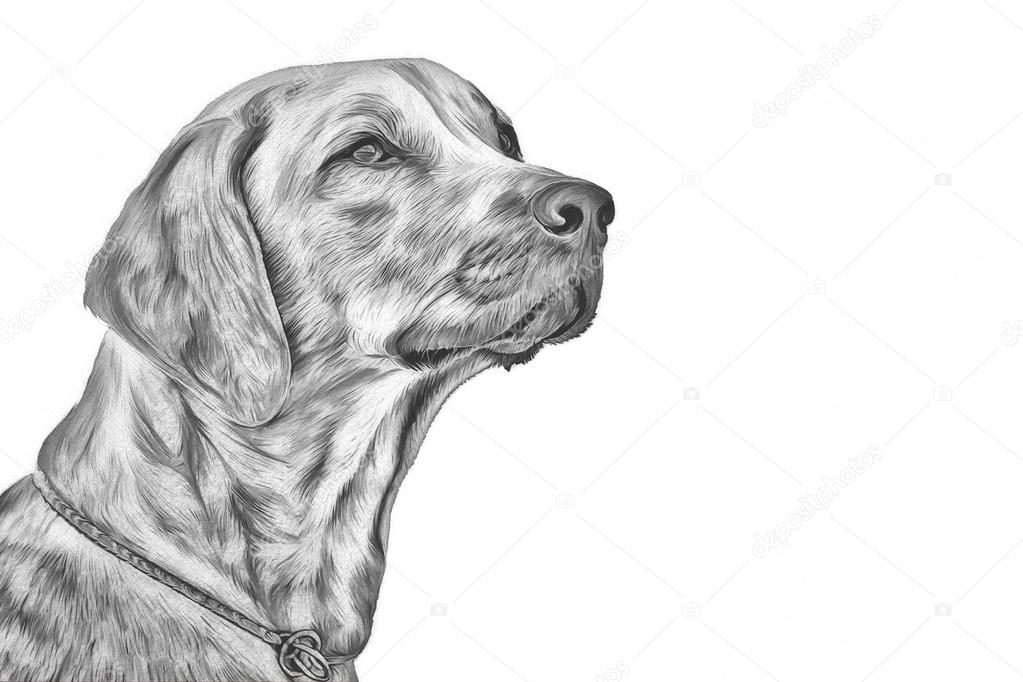 Drawing Dog Rhodesian Ridgeback