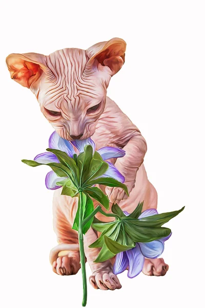 Rysunek Sphynx kot, łyse — Zdjęcie stockowe