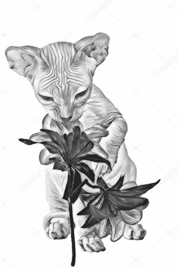 Rysunek Sphynx Kot łyse Zdjęcie Stockowe Averyanova