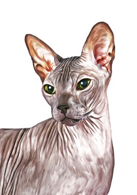 Çizim Sphynx kedi yavrusu, tüysüz