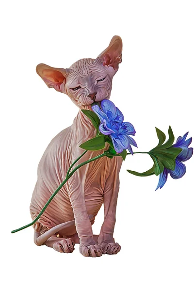 Drawing Sphynx kitten, hairless — Stock Photo, Image