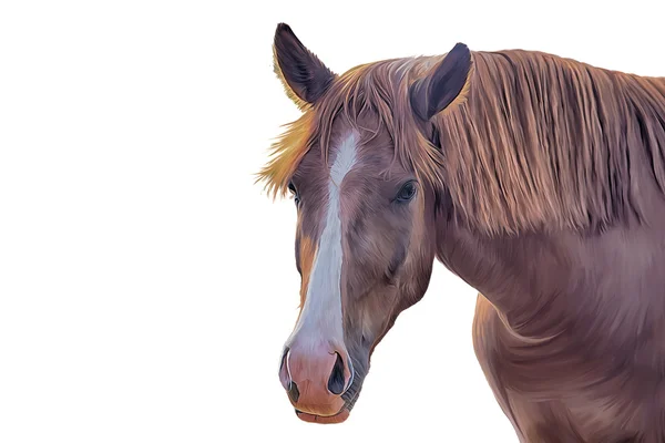 Dibujo de un caballo, retrato —  Fotos de Stock