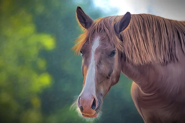 Kreslení koně, portrét — Stock fotografie