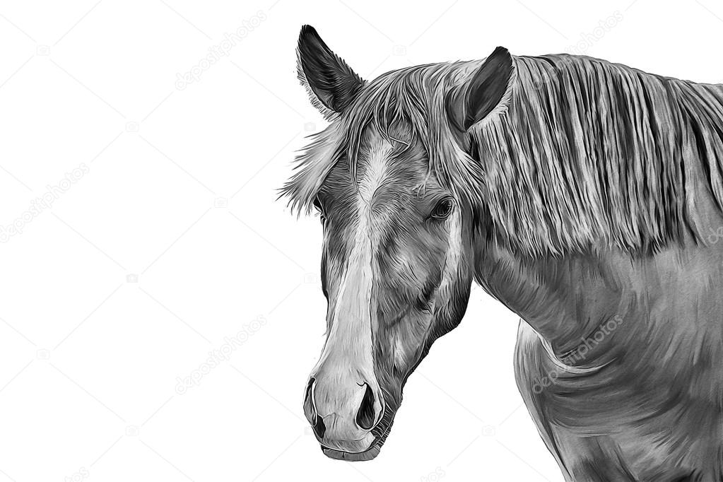 Drawing of a horse, portrait