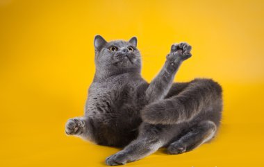 Sarı bir arka plan üzerinde İngiliz kedi