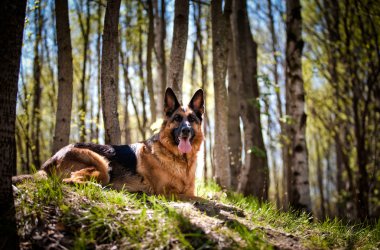 Alman çoban köpek doğurmak