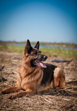 Alman çoban köpek doğurmak
