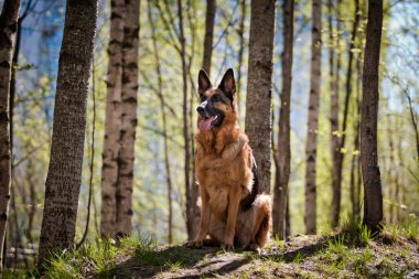 Alman çoban köpek doğurmak