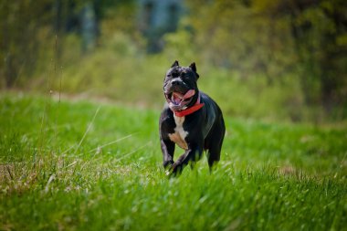 Köpek park, İtalyan Cane Corso yürüyüşler yaz