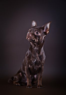 Chihuahua köpek bir renk arka plan üzerinde