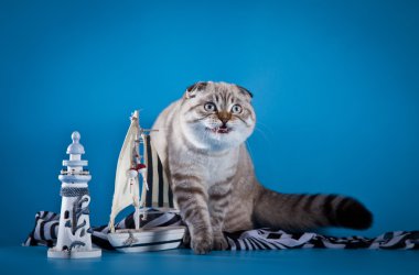 İskoç Fold kedi mavi bir arka plan üzerinde