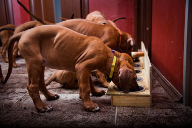 Rodezya Ridgeback köpek yavrusu