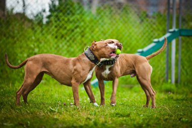 köpek park, fino yürüyüşler yaz