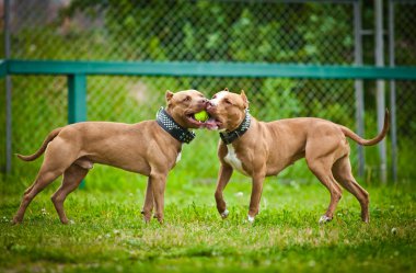 köpek park, fino yürüyüşler yaz