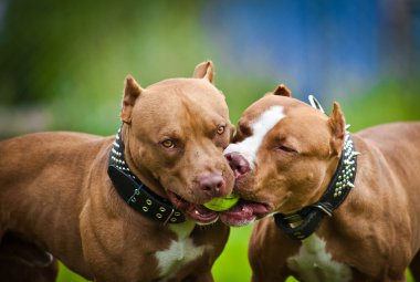 köpek park, fino yürüyüşler yaz