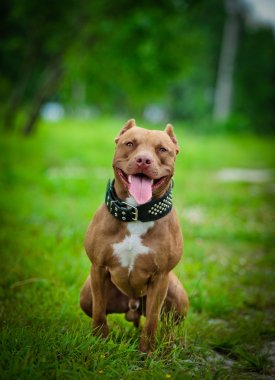 Pit bull terrier dog on the nature clipart