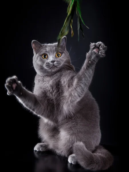 Gato británico en estudio — Foto de Stock