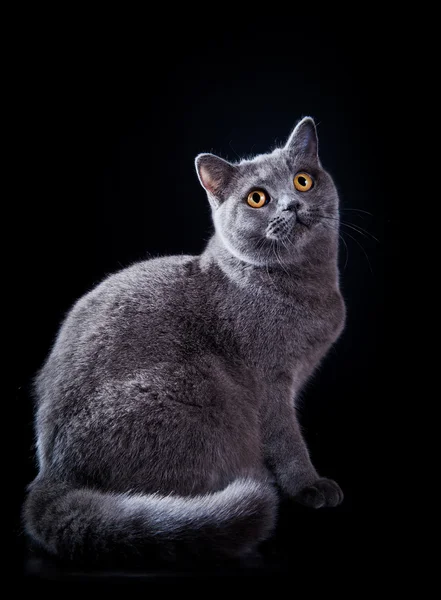 British cat in studio — Stock Photo, Image