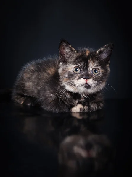 Gatinho britânico em estúdio — Fotografia de Stock