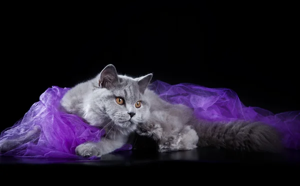 British cat in studio — Stock Photo, Image