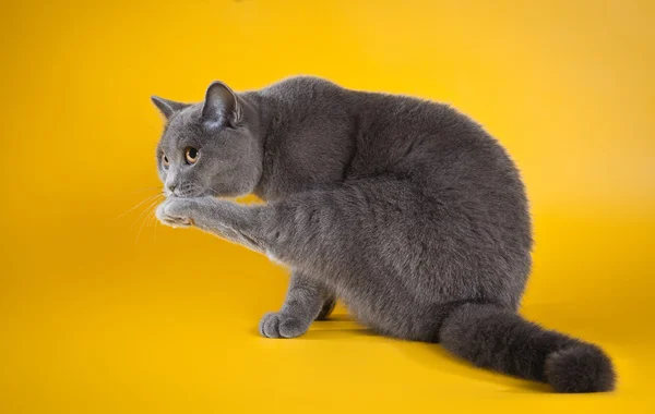 British cat on a yellow background — Stock Photo, Image