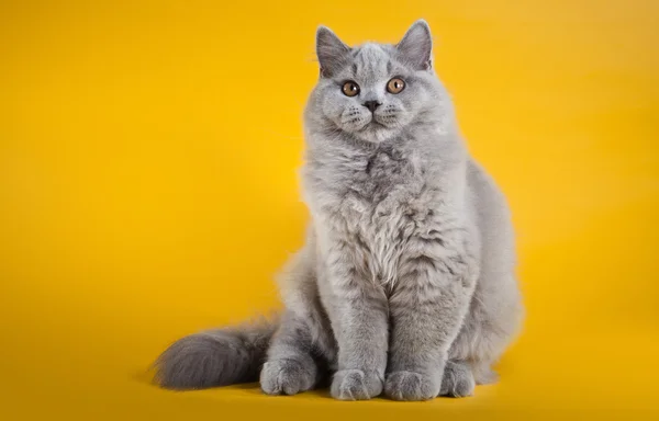 British cat on a yellow background — Stock Photo, Image