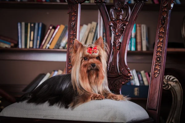 Pies z Yorkshire Terrier — Zdjęcie stockowe