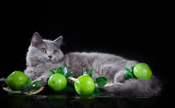 British cat in studio — Stock Photo, Image