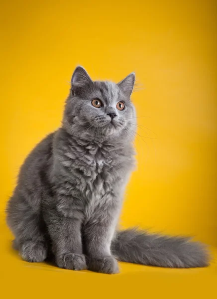 Britská kočka na žlutém podkladu — Stock fotografie