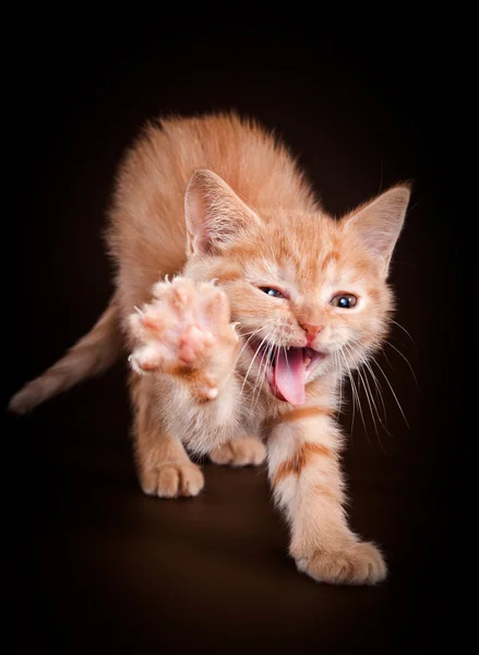 Studio İngiliz yavru kedi — Stok fotoğraf