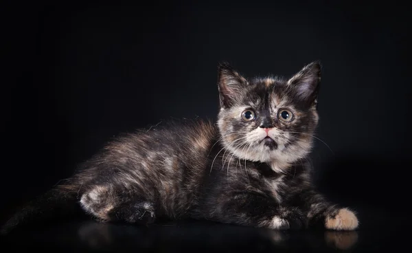 スタジオでイギリスの子猫 — ストック写真