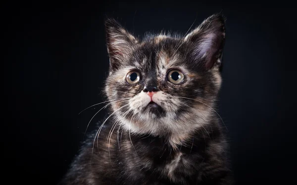 Gattino britannico in studio — Foto Stock