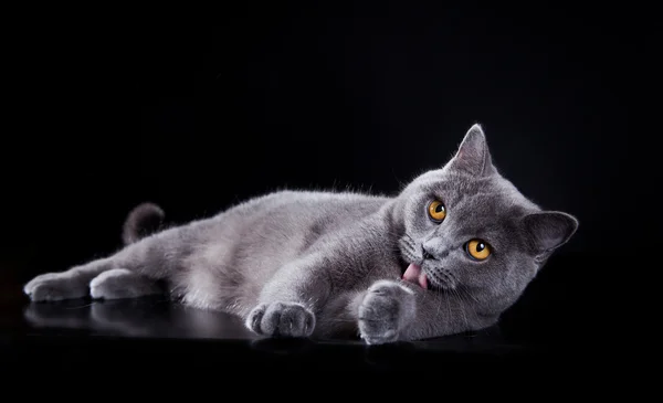 British kitten in studio — Stock Photo, Image