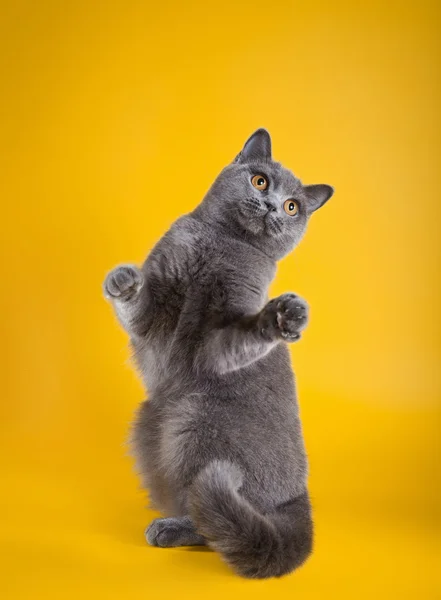 Kot brytyjski na żółtym tle — Zdjęcie stockowe