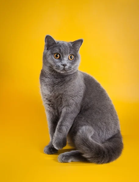 Gato británico sobre fondo amarillo —  Fotos de Stock