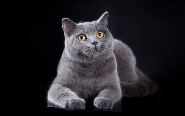 British cat in studio — Stock Photo, Image