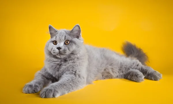 British cat on a yellow background — Stock Photo, Image