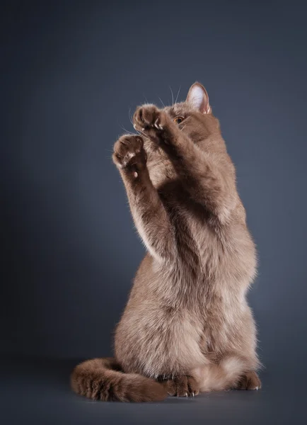 Британская кошка в студии — стоковое фото