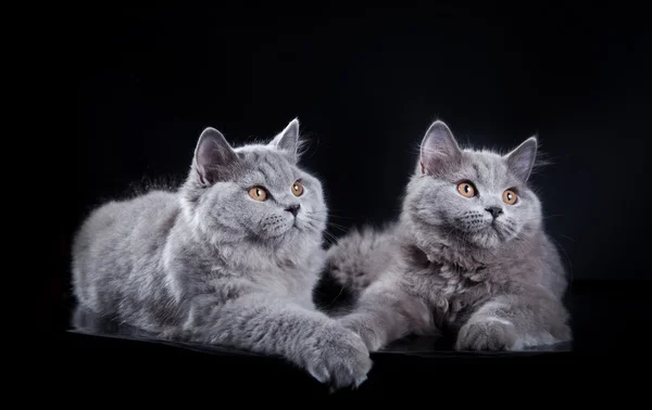 Britische Katze im Studio — Stockfoto