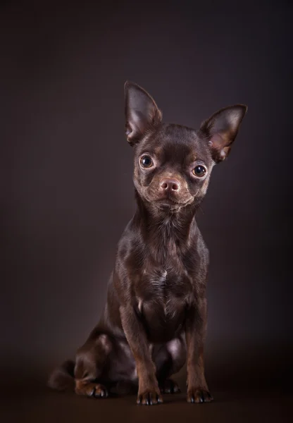 Σκυλί Chihuahua σε φόντο χρώμα — Φωτογραφία Αρχείου