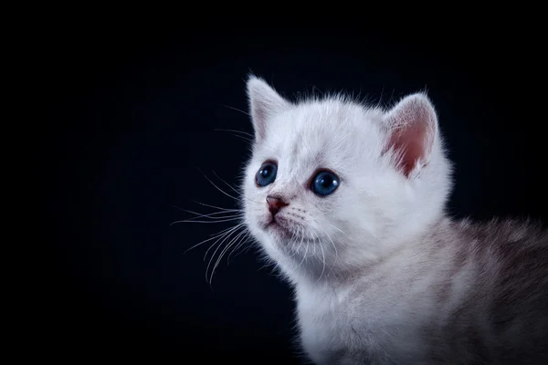 Scottish kittens — Stock Photo, Image