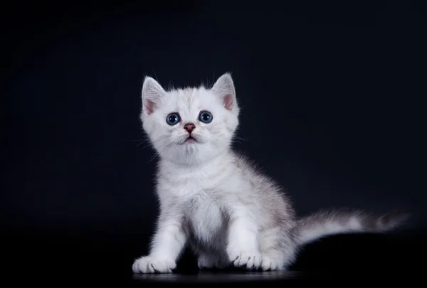 スコティッシュ子猫 — ストック写真