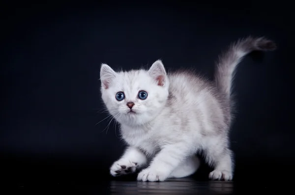 Schotse kittens — Stockfoto