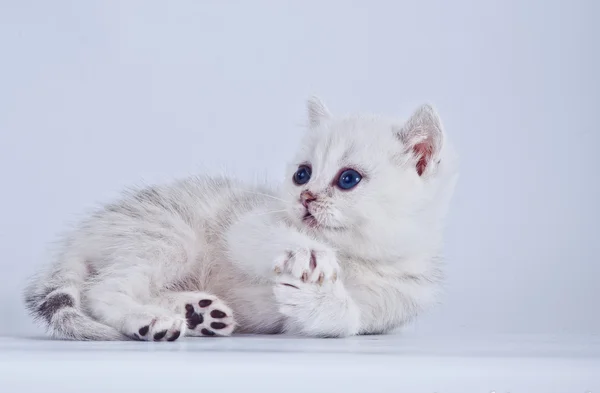 Scottish kittens — Stock Photo, Image