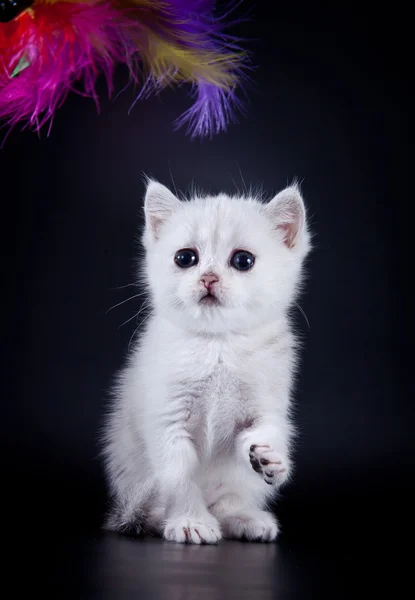 Scottish kittens — Stock Photo, Image