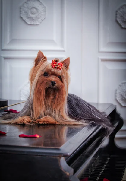 Yorkshire Terrier dog — Stock Photo, Image