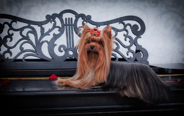 Pies z Yorkshire Terrier — Zdjęcie stockowe