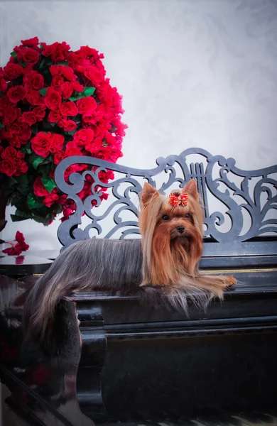 Yorkshire Terrier dog — Stock Photo, Image